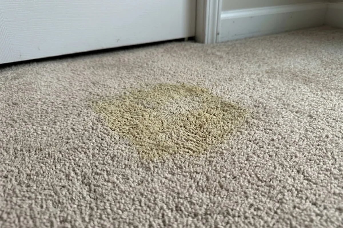 Carpet cleaner designed specifically for pet messes